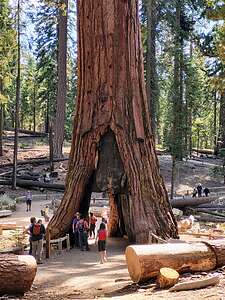 The California Tunnel Tree