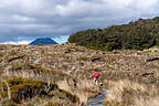 Fields of golden Tussock Fields of golden Tussock