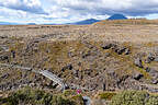Across the lava fields Across the lava fields