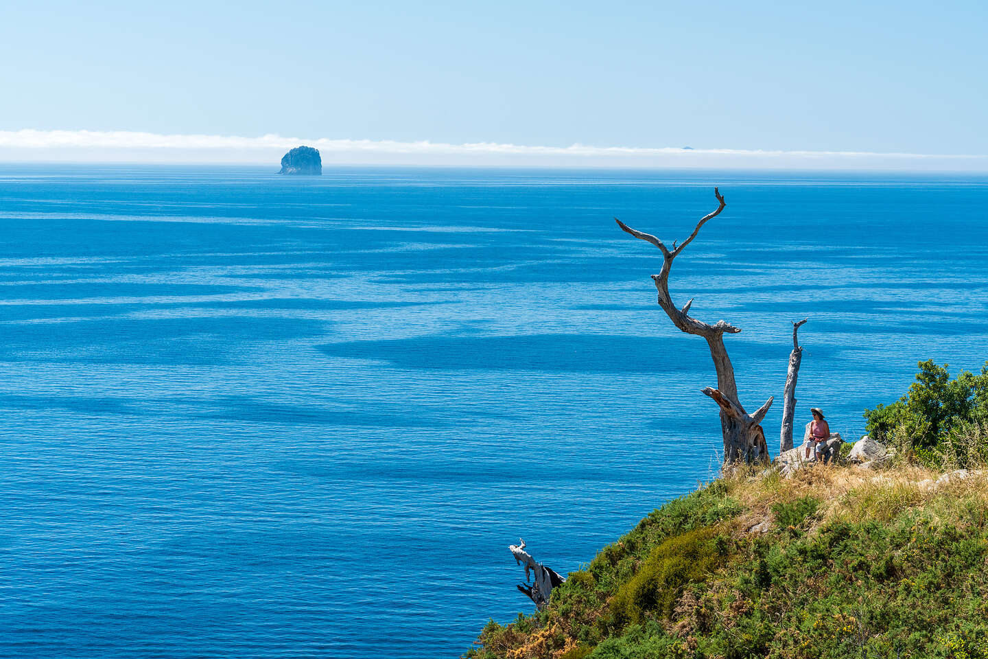 Ghost Tree Te Pare Summit 
