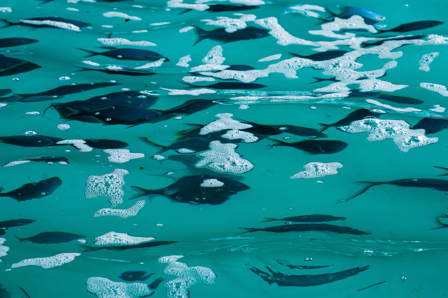 Fishies in the Orua Sea Cave