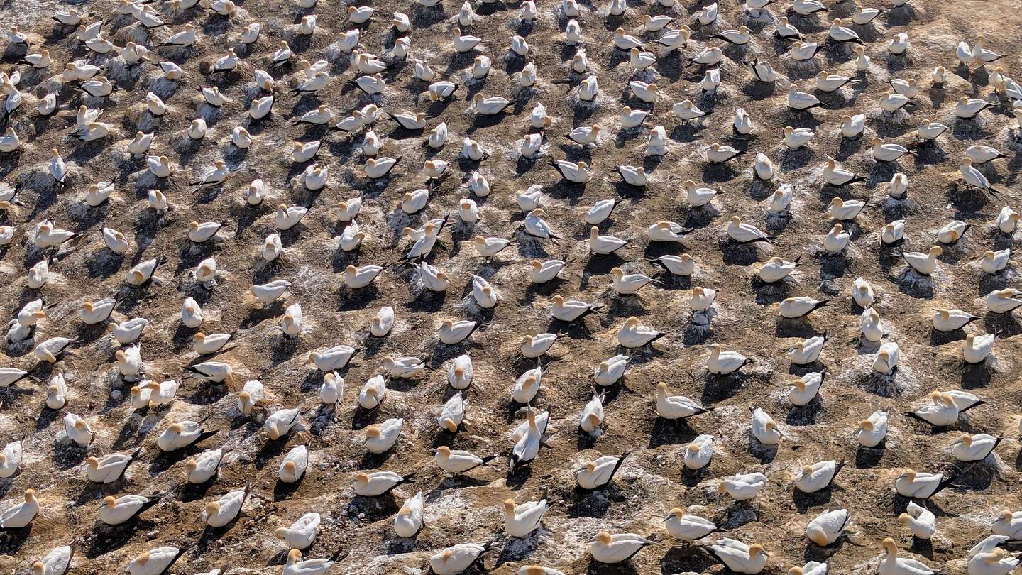 Honeycomb-like pattern of nests